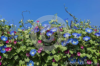 Blue morning glory flowers blooming on blue sky background Stock Photo