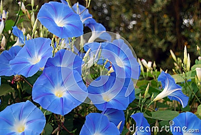 Blue morning glory Stock Photo