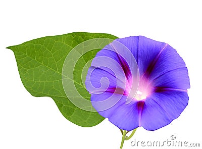 Blue morning glory Stock Photo