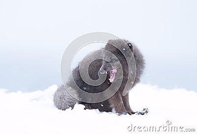 Blue morph arctic fox in snow Stock Photo