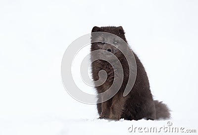 Blue morph arctic fox in winter Stock Photo