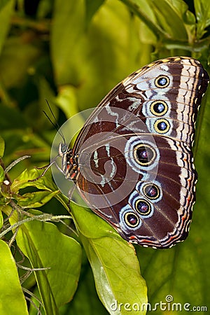 Blue Morph Butterfly Stock Photo