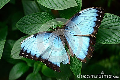 Blue morph butterfly Stock Photo