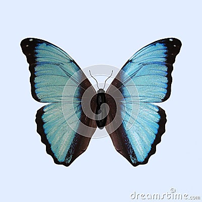 Blue Morpho Butterfly - Morpho Deidamia Stock Photo