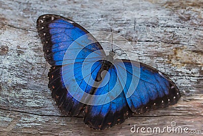 Blue morpho butterfly Stock Photo