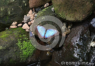 Blue Morpho Butterfly standing on a mossy wet rock Stock Photo