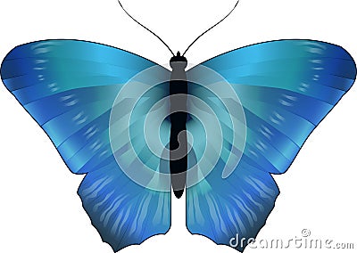 Blue morpho butterfly, vector Vector Illustration