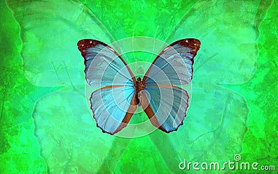 Blue Morpho Butterfly with Vibrant Green Background Stock Photo