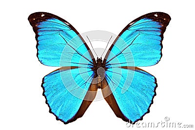 Blue Morpho Stock Photo