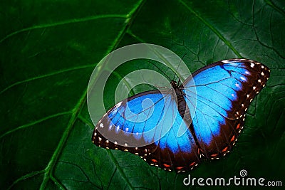 Blue Morpho, Morpho peleides, big butterfly sitting on green leaves, beautiful insect in the nature habitat, wildlife, Amazon, Per Stock Photo