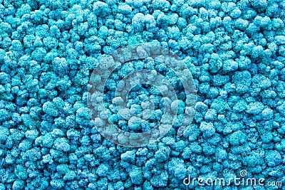 Blue moss abstract natural texture as a background. Modern color trend Stock Photo
