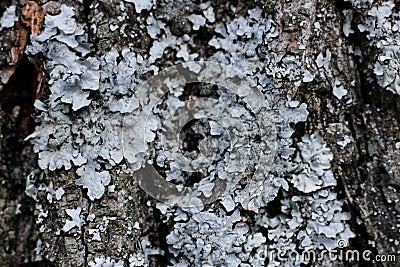 Blue moss on a tree trunk close up Stock Photo