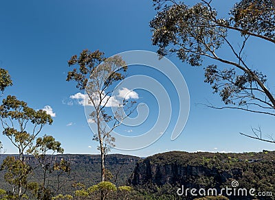 Blue Mountains eucalypt trees, Katoomba Australia Stock Photo