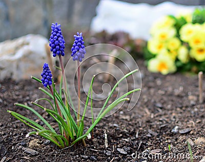 Blue Muscari Armeniacum, Armenian Grape Hyacinth Close Up Stock Photo