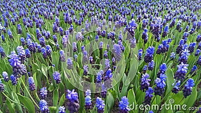 Blue muscari flowers Stock Photo