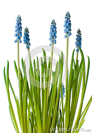 Blue muscari flowers, isolated Stock Photo