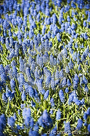 Blue Muscary field with many flowers Stock Photo
