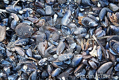 Blue mussel shells Stock Photo