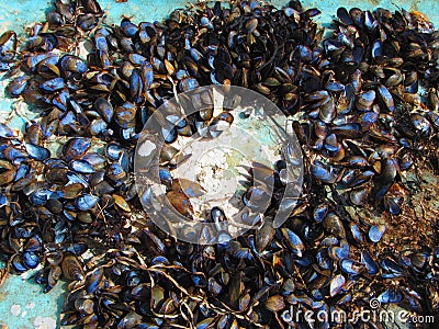 Blue mussel shells attached to boat hull Stock Photo