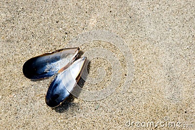 Blue mussel in thin layer of water on the beach Stock Photo
