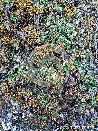 Blue mussels or Mytilus edulis and little sacks of Halosaccion glandiforme, also known as sea grapes clinging to exposed rocks Stock Photo