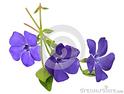 Blue Myrtle Periwinkle Stock Photo