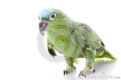 Blue-naped Amazon Parrot Stock Photo