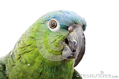 Blue-naped Amazon Parrot Stock Photo