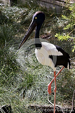 Blue necked Stork Stock Photo