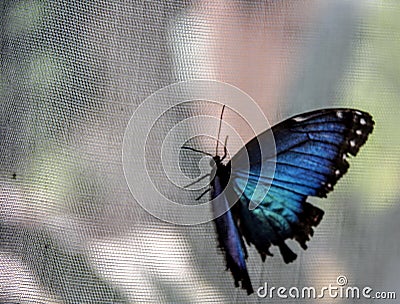 Blue Nice butterfly Stock Photo