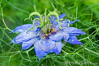 Blue nigella flower blossom Stock Photo