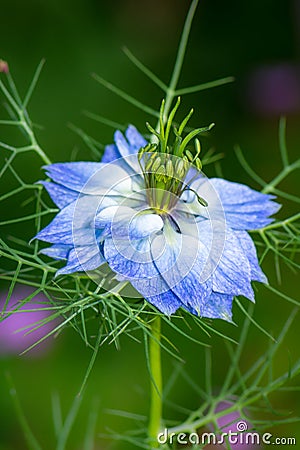 Blue nigella flower blossom Stock Photo