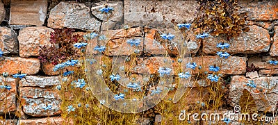 Blue, Nigella sativa flower against a drystone wall. - autumn. Stock Photo