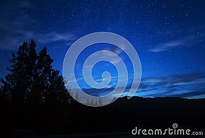 Blue Night Sky Stars And Milky Way With Towering Pine Trees Stock Photo