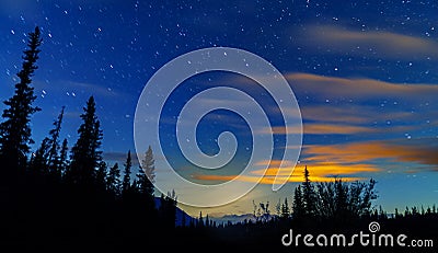 Blue Night Sky Stars And Milky Way With Towering Pine Trees Stock Photo