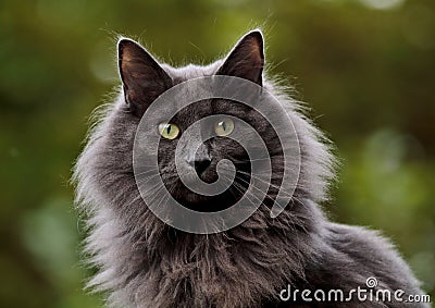 A blue norwegian forest cat with very alert expression Stock Photo