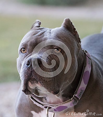 Blue nose pitbull up close for a natural portrait Stock Photo