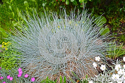 Blue oatmeal sizzle Festuca cinerea grows in a flower garden Stock Photo