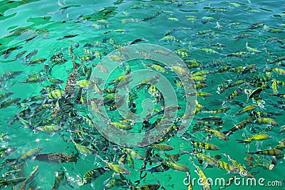 Blue Ocean Fishes Stock Photo