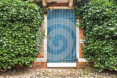 Blue old wooden door built surrounded by ivy in stone wall . summer Scene Stock Photo