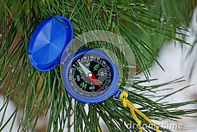 Blue open compass lies on a green pine branch in a needle Stock Photo