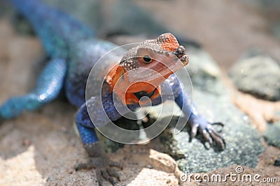 Blue and orange agama lizard Stock Photo