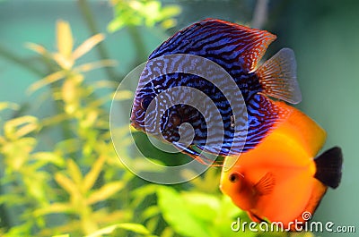 Blue and orange discus fish Stock Photo