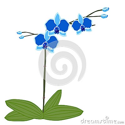 Blue Orchid flower with leaf Vector Illustration