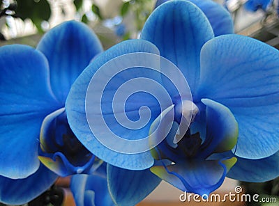 Blue Orchid (lat. OrchidÃ¡ceae) - Phalaenopsis Royal Blue Stock Photo