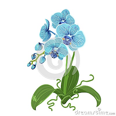 Blue orchid phalaenopsis flower realistic drawing Vector Illustration