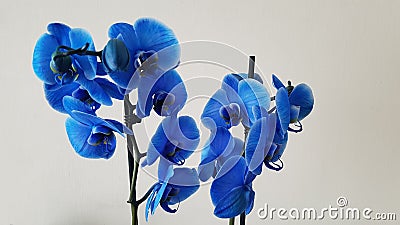 Blue orchid Stock Photo