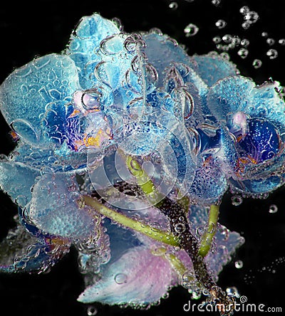 Blue orchids with bubbles close up on black background Stock Photo