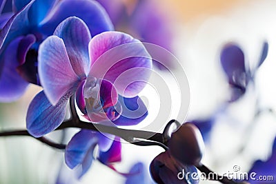 Blue Orchids Stock Photo