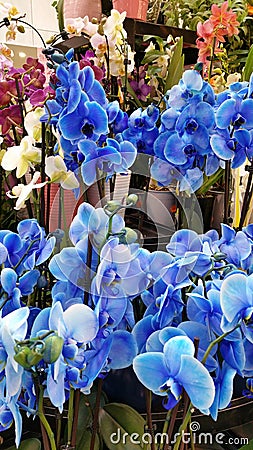 Blue orchids Stock Photo